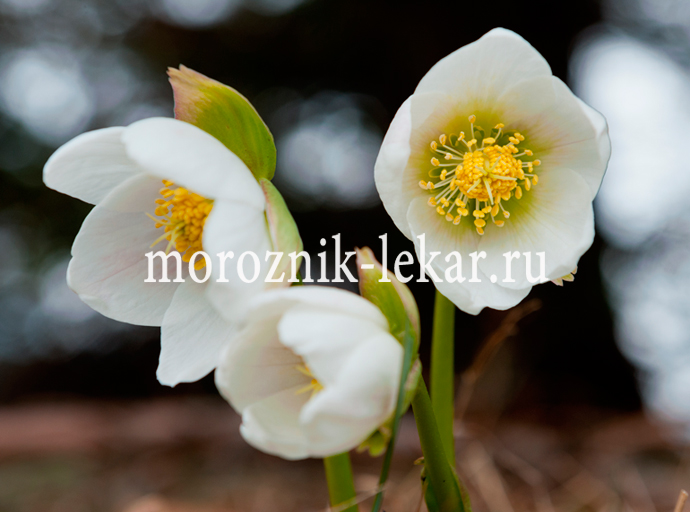 Цветки морозника кавказкого крупным планом